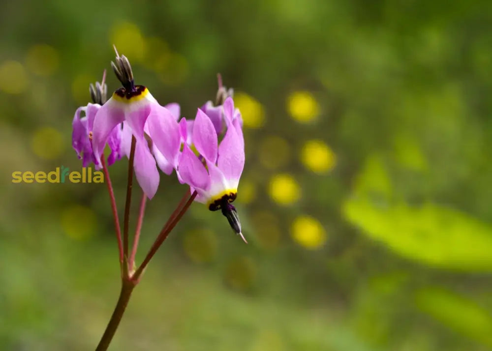 Pink White Dodecatheon flowering seeds for gardens