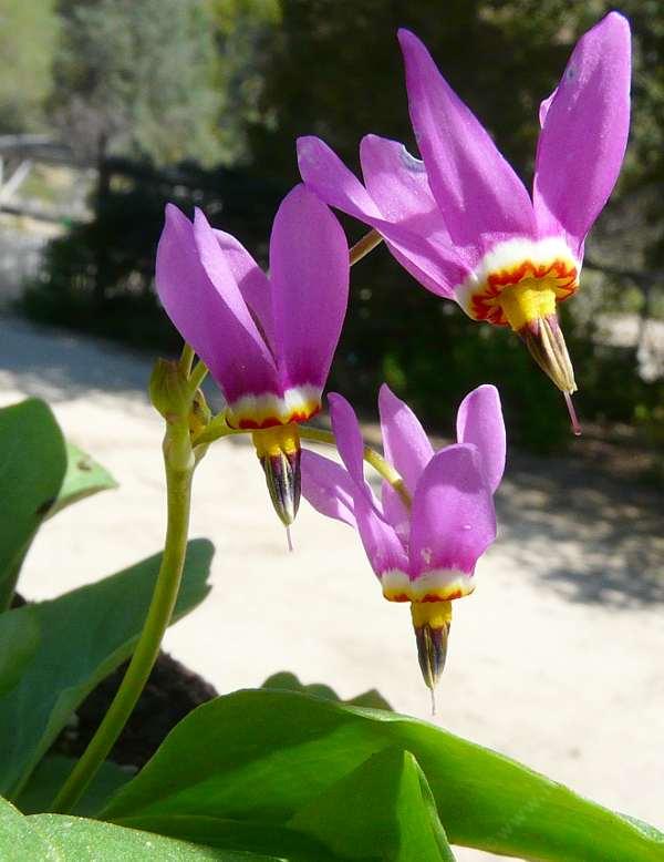 Pink White Dodecatheon seeds for planting