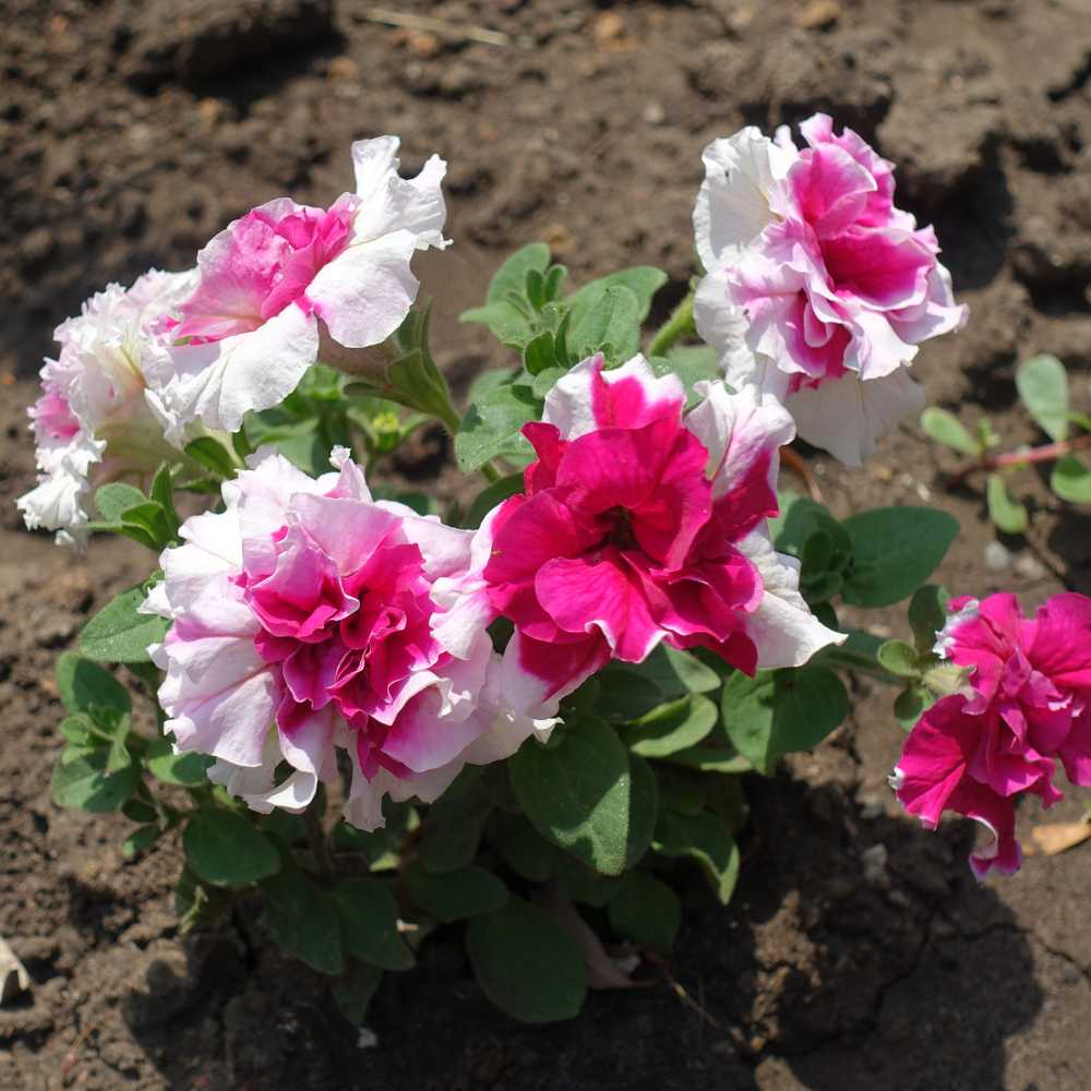 Ornamental Double Petunia flowering plant