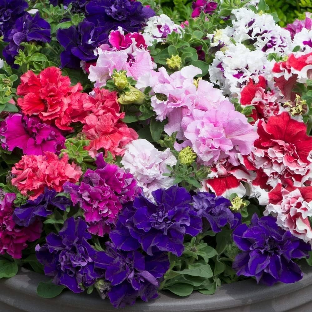 Double Petunia planting seeds for stunning blooms