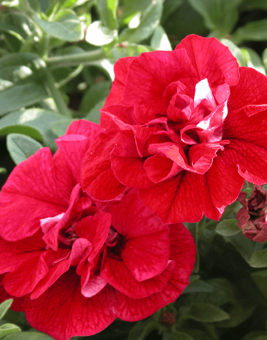 Non GMO Double Wave Red Petunia flower seeds