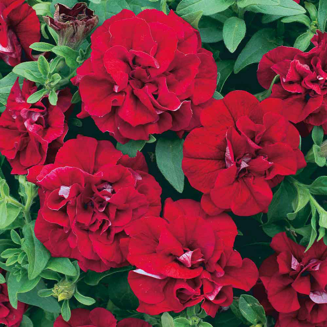 Ornamental Double Wave Red Petunia for gardens