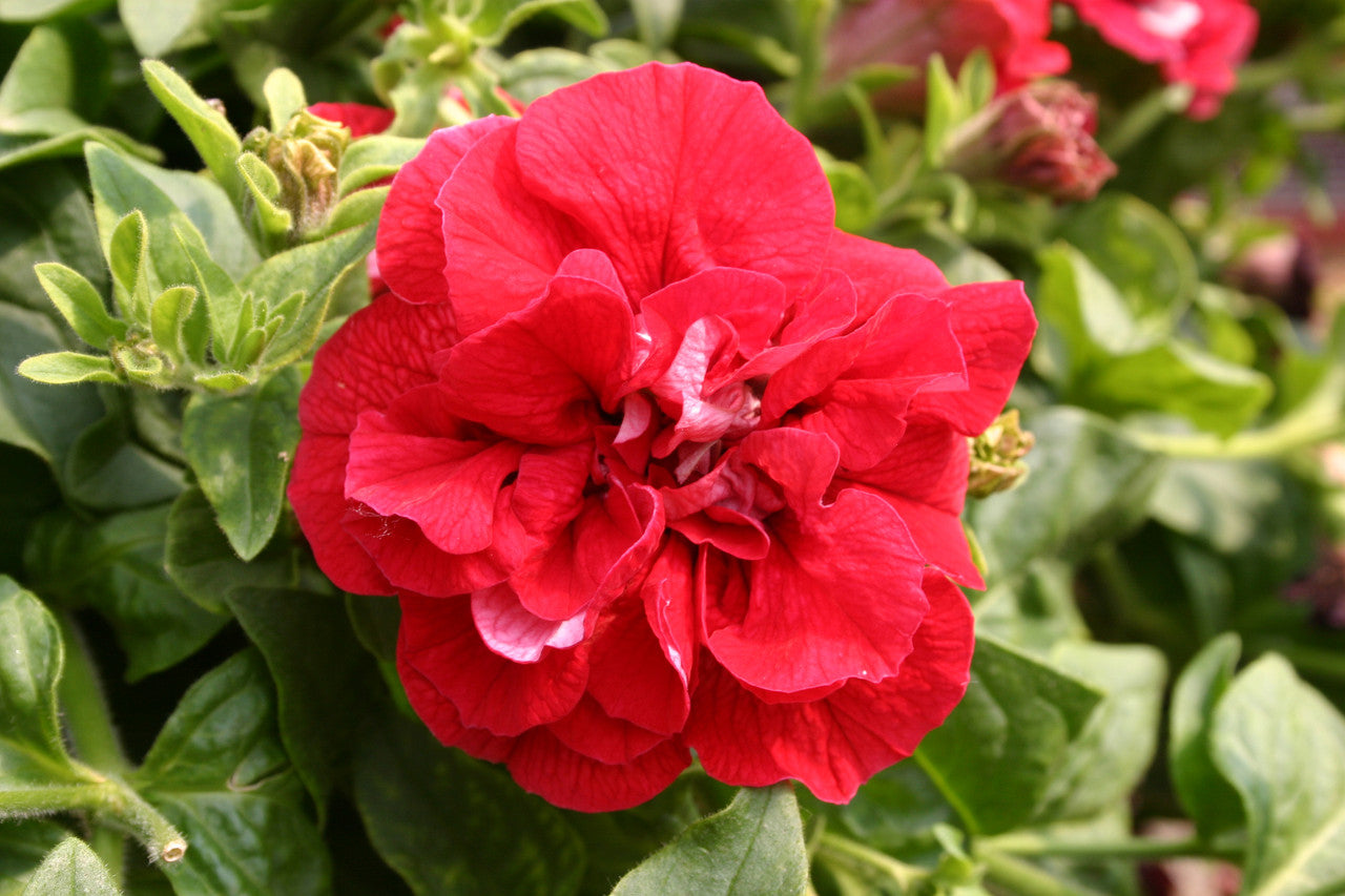Double Wave Red Petunia seeds for planting