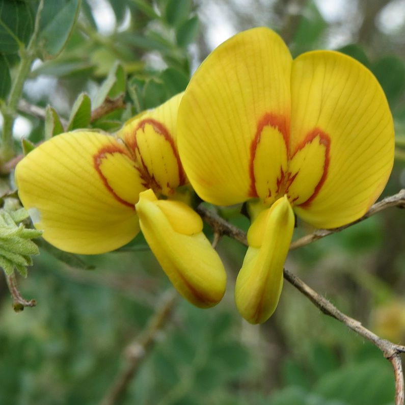 Drought-Tolerant Bladder Senna Garden
