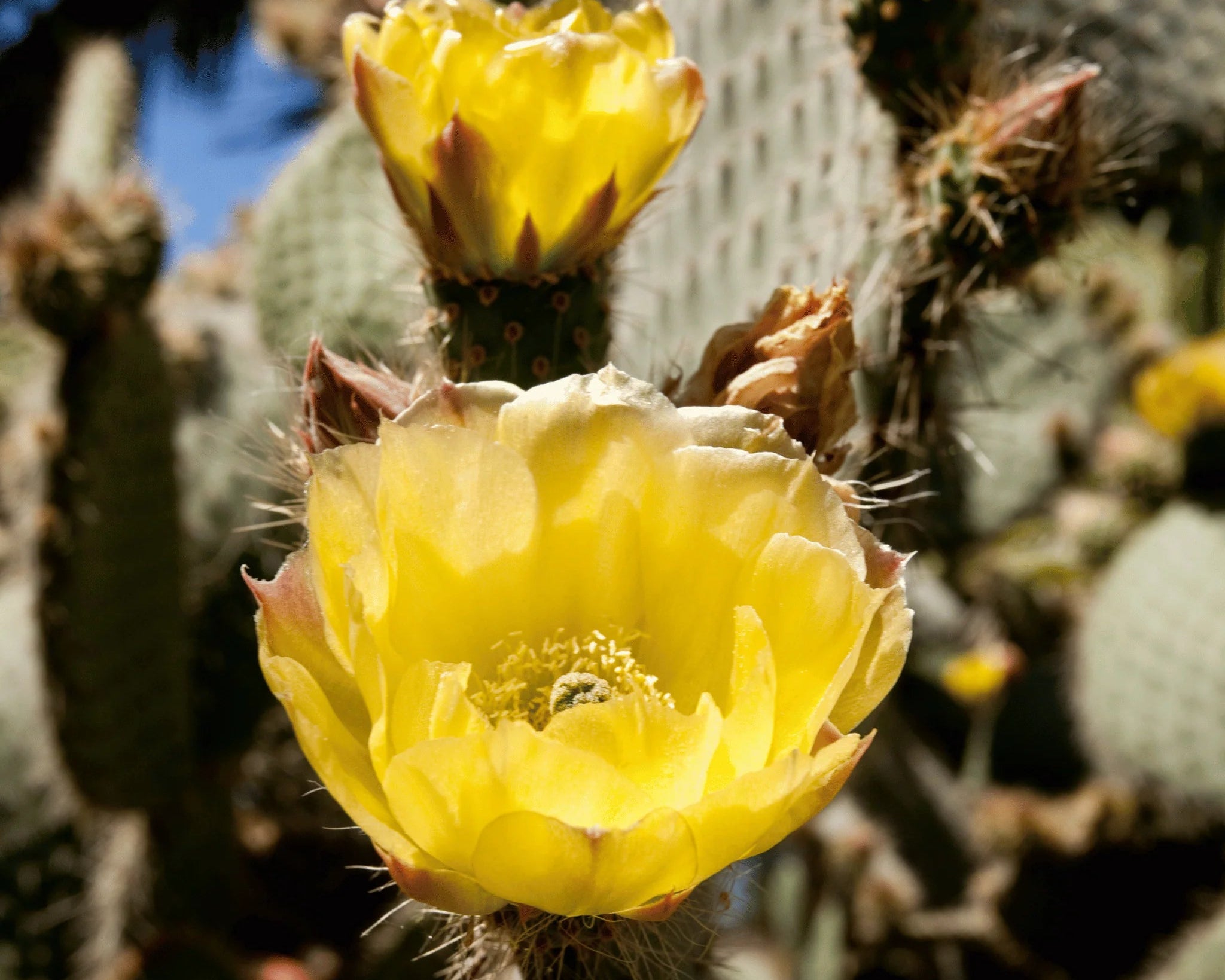 Drought-Tolerant Opuntia Succulent Seeds