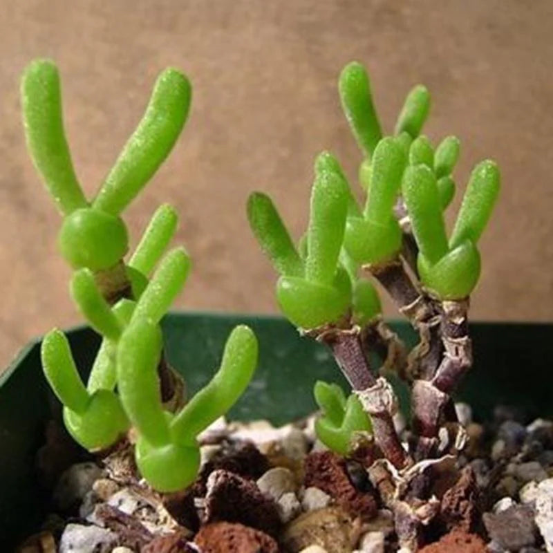 Drought-Tolerant Green Stone Plants
