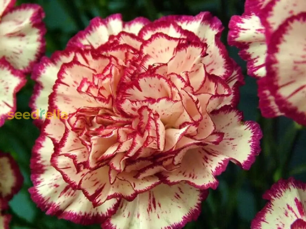 Dual color Carnation flower seeds