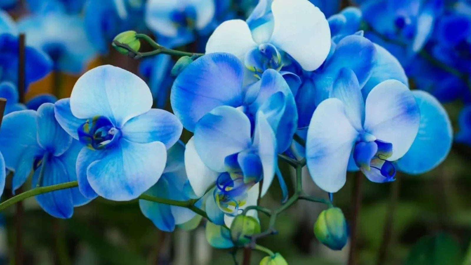 Dark Blue Orchid Seeds For Easy Planting Flower