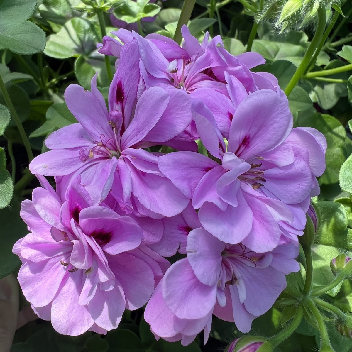 Planting Big Blooms Lavender Geranium Seeds - Colorful Flower Seeds for Your Garden