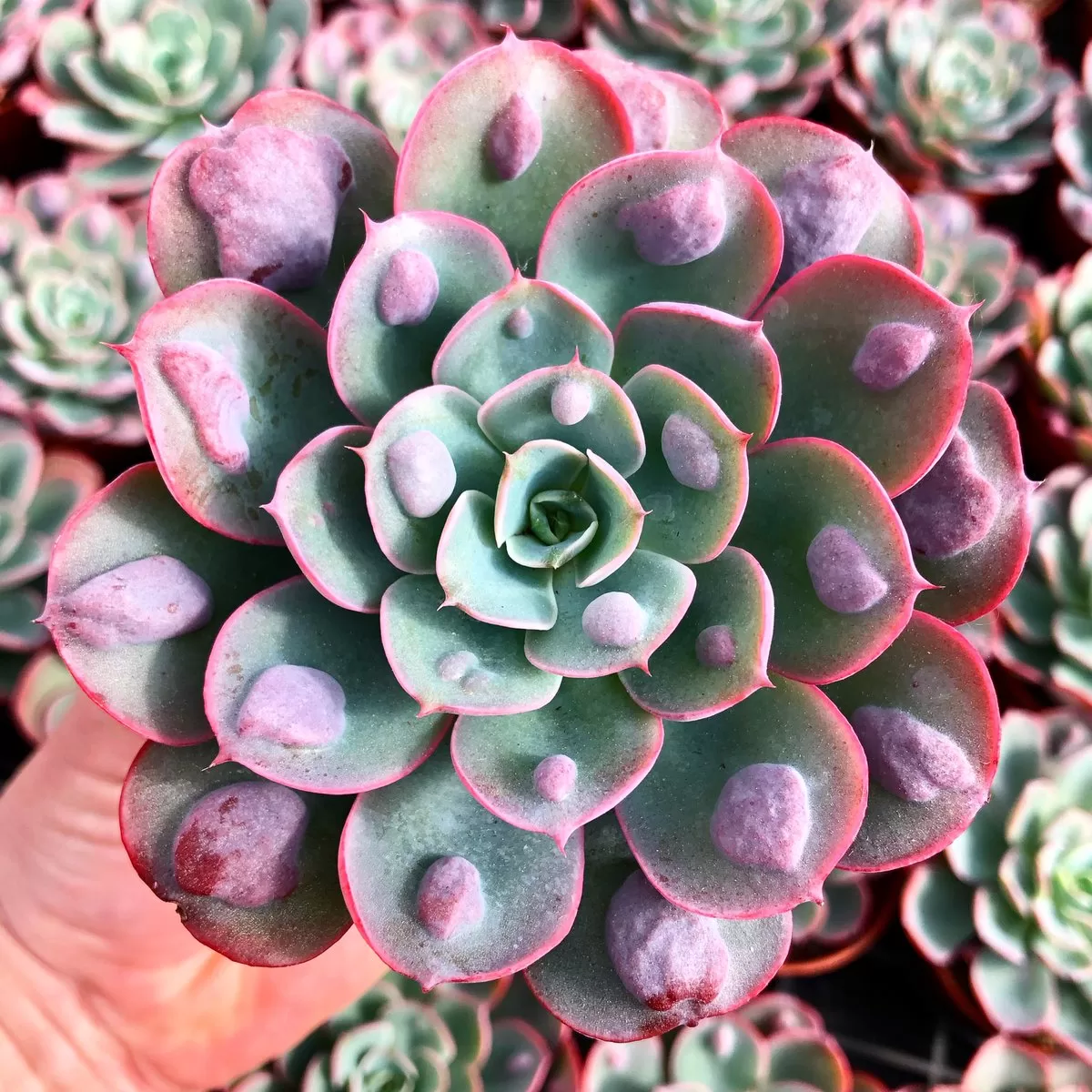 Echeveria Raindrops Seeds - Plant For Stunning Succulent Beauty Seed