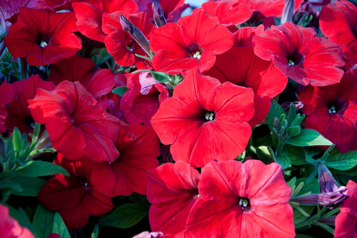 Velour Petunia Seeds For Planting - Grow Velvet Blooms Flower