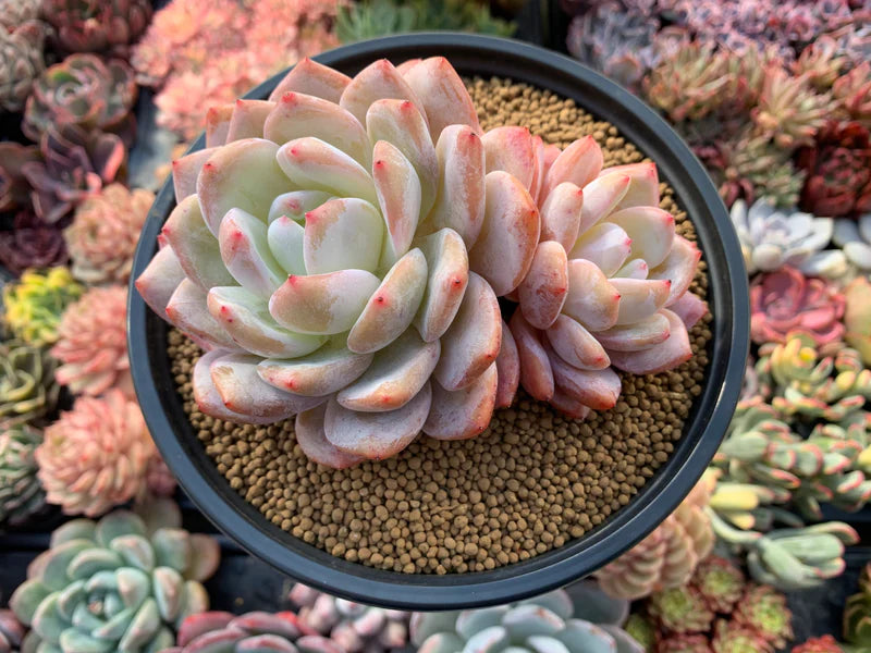 Easy Grow Orange Echeveria Succulent Seeds