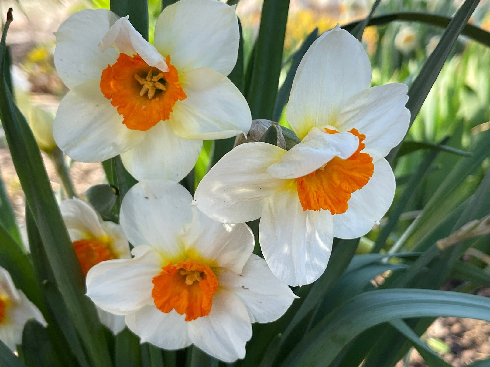 Easy to Grow Daffodil Seeds for Gardens