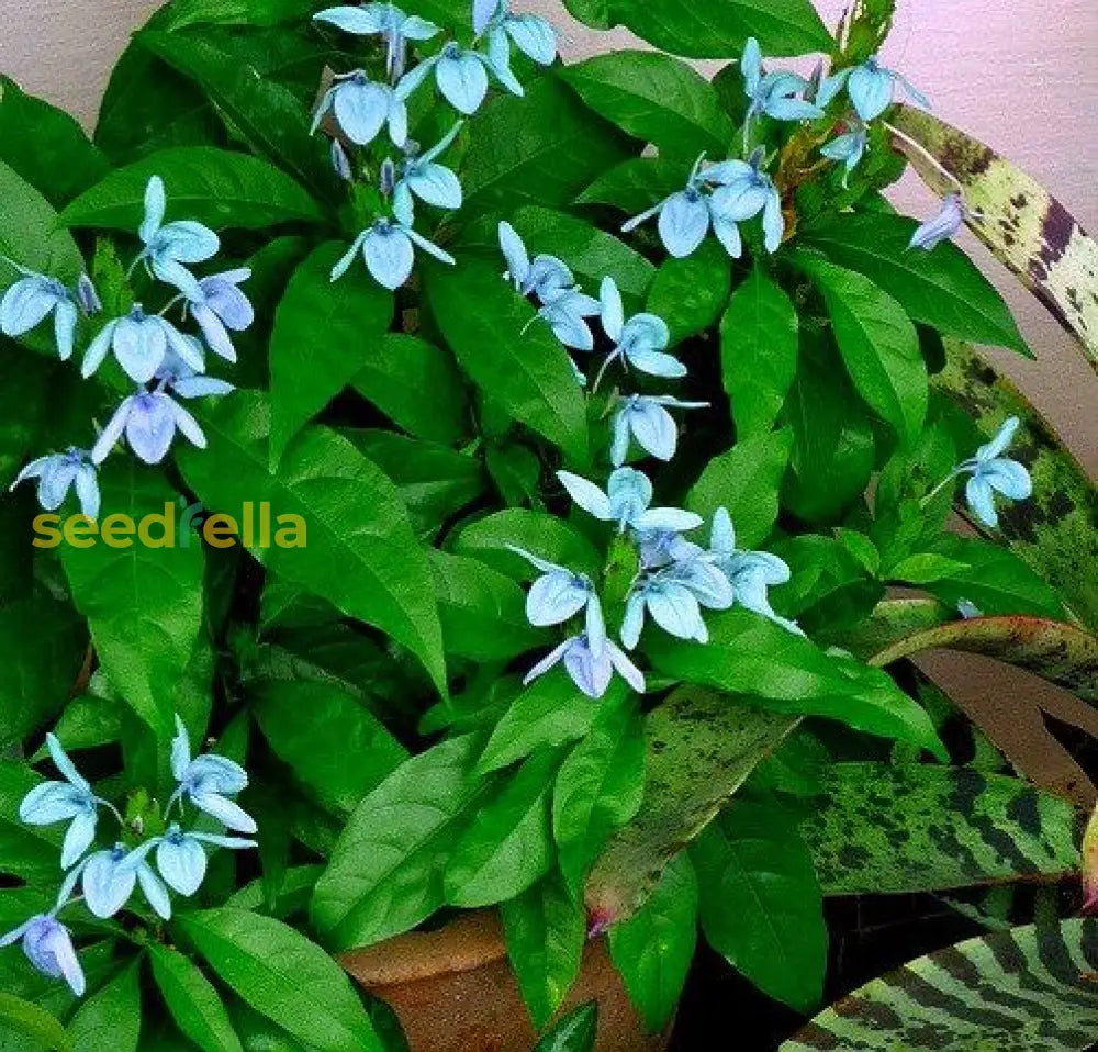 Non GMO Ecbolium Viride flower seeds