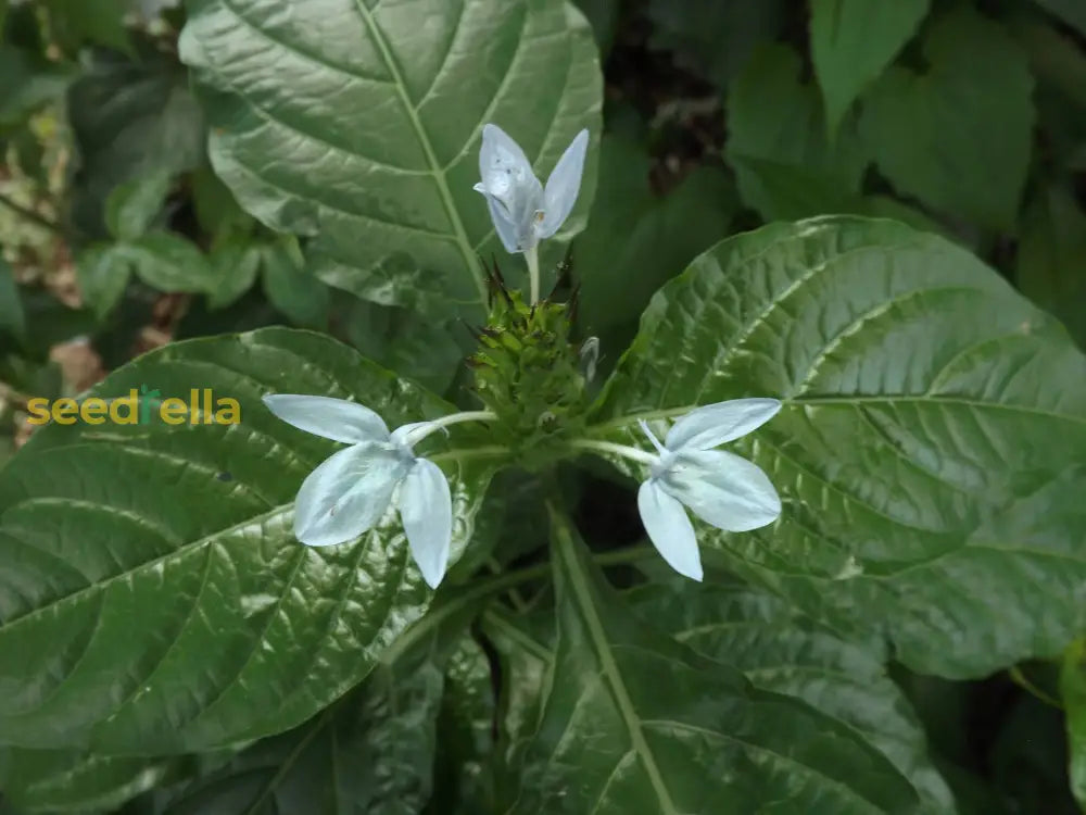 Ornamental Ecbolium Viride seeds for gardens