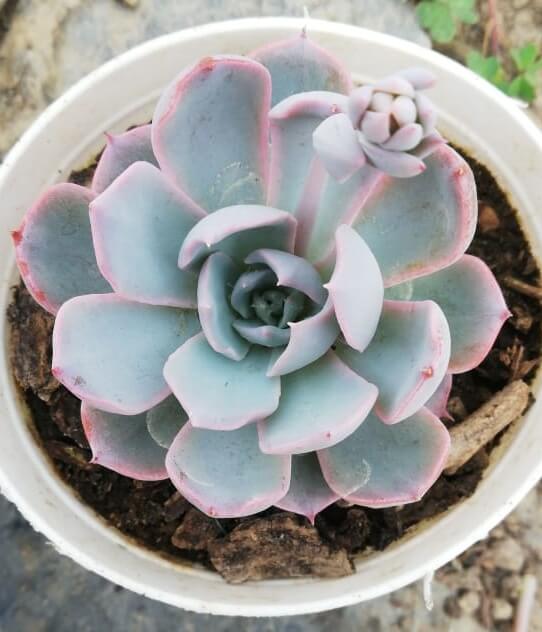 White Echeveria seeds for planting