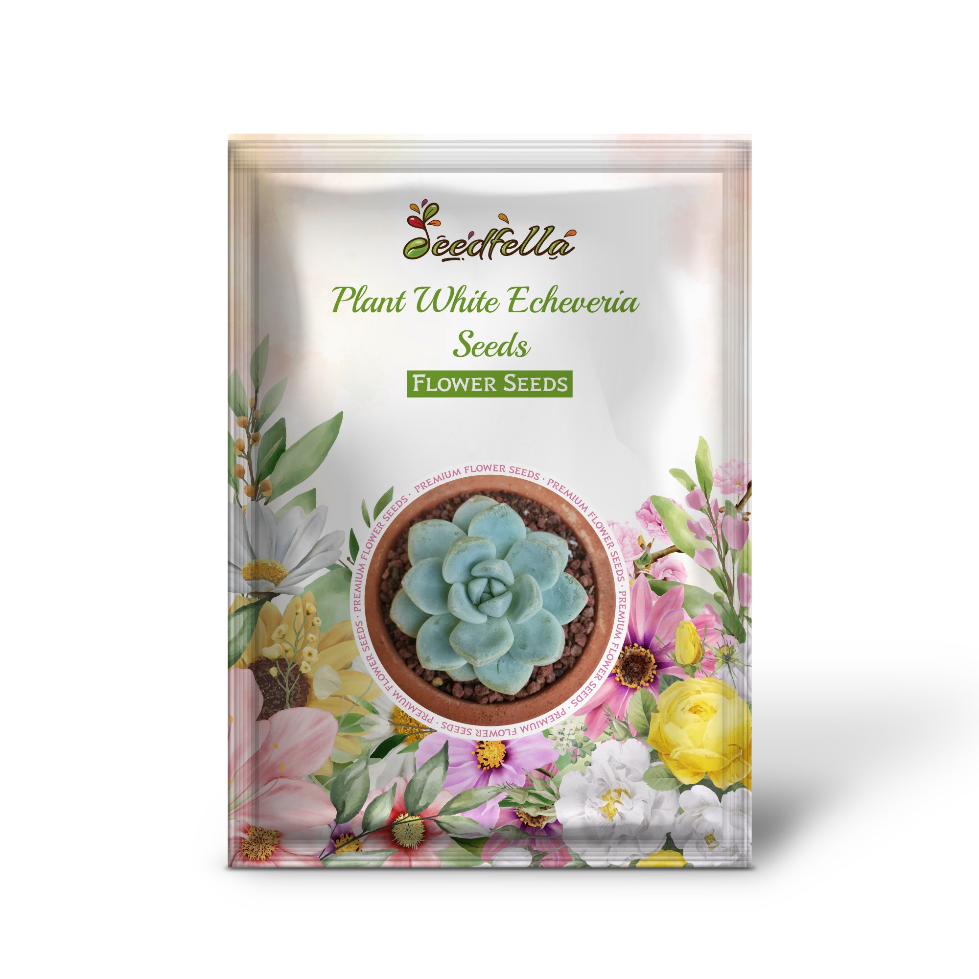 White Echeveria garden seeds for indoor/outdoor planting