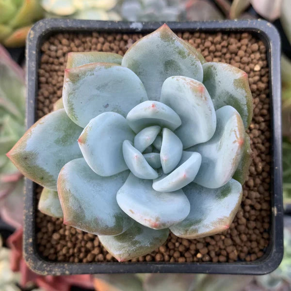 White Echeveria succulent seeds for gardening