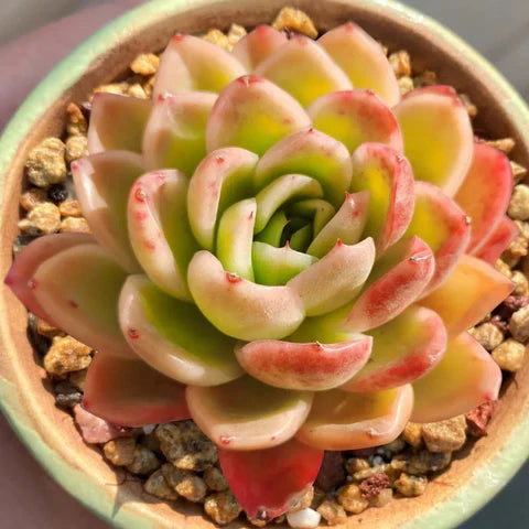 Echeveria Purpusorum Light Green Seeds - Perfect For Planting Herb