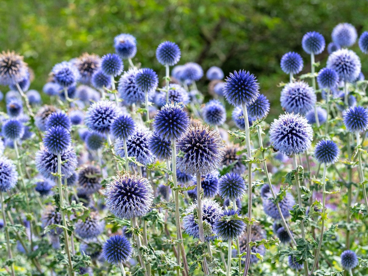 High germination Echinops Ritro Blue seeds