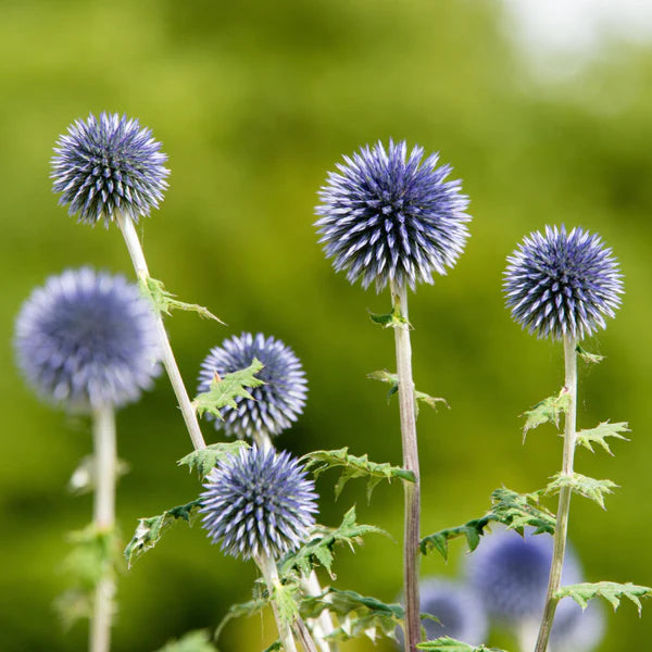 Non-GMO Echinops Ritro Blue seeds