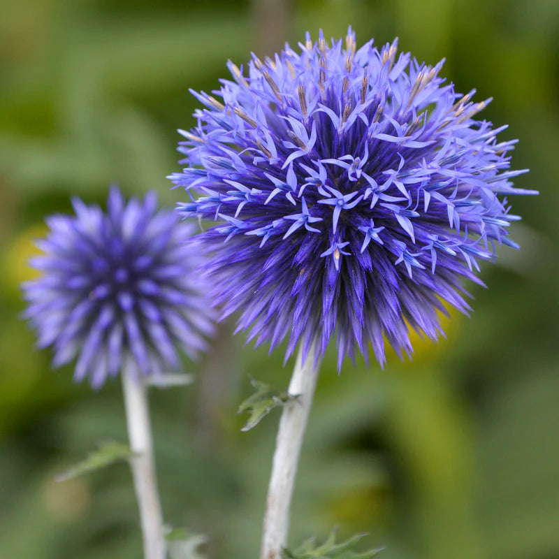 Ornamental Echinops Ritro Blue perennial plant