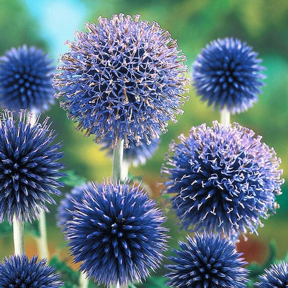 Bees pollinating Echinops Ritro Blue flowers