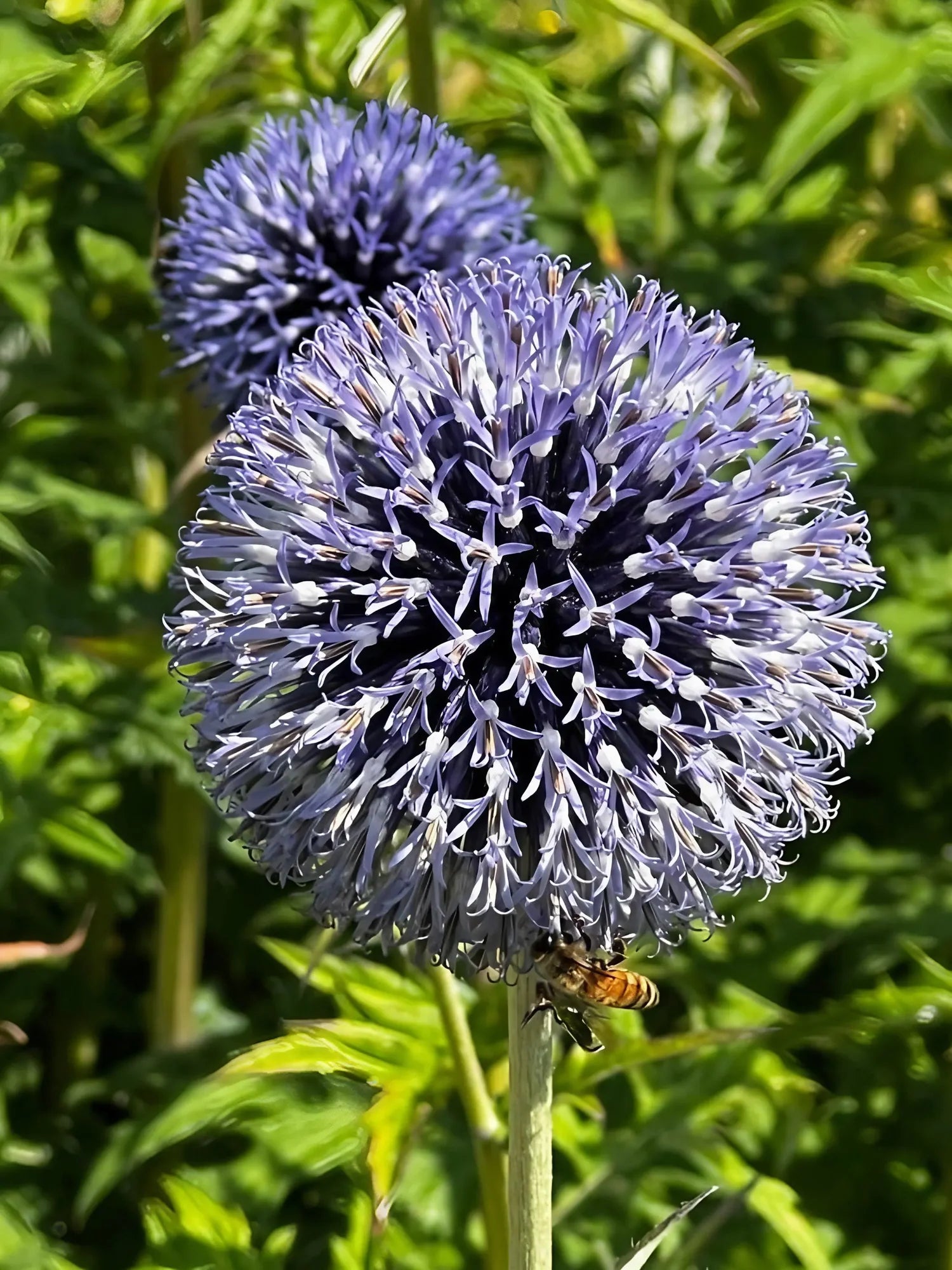 Echinops Ritro Blue globe thistle seeds for planting