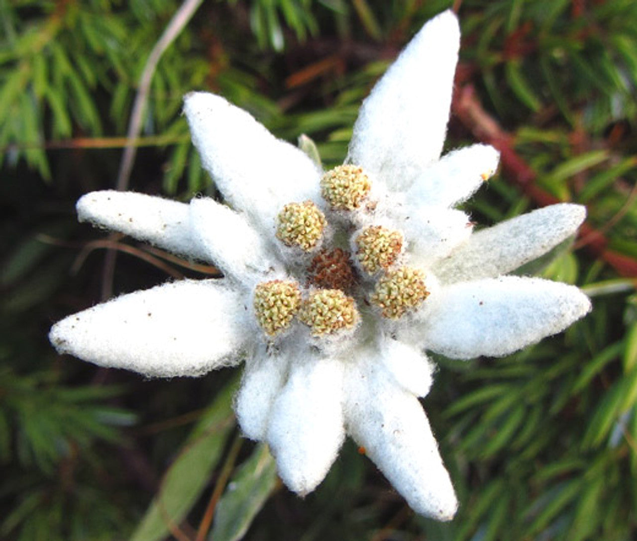 White Edelweiss Ground Flower Seeds Planting Alpine