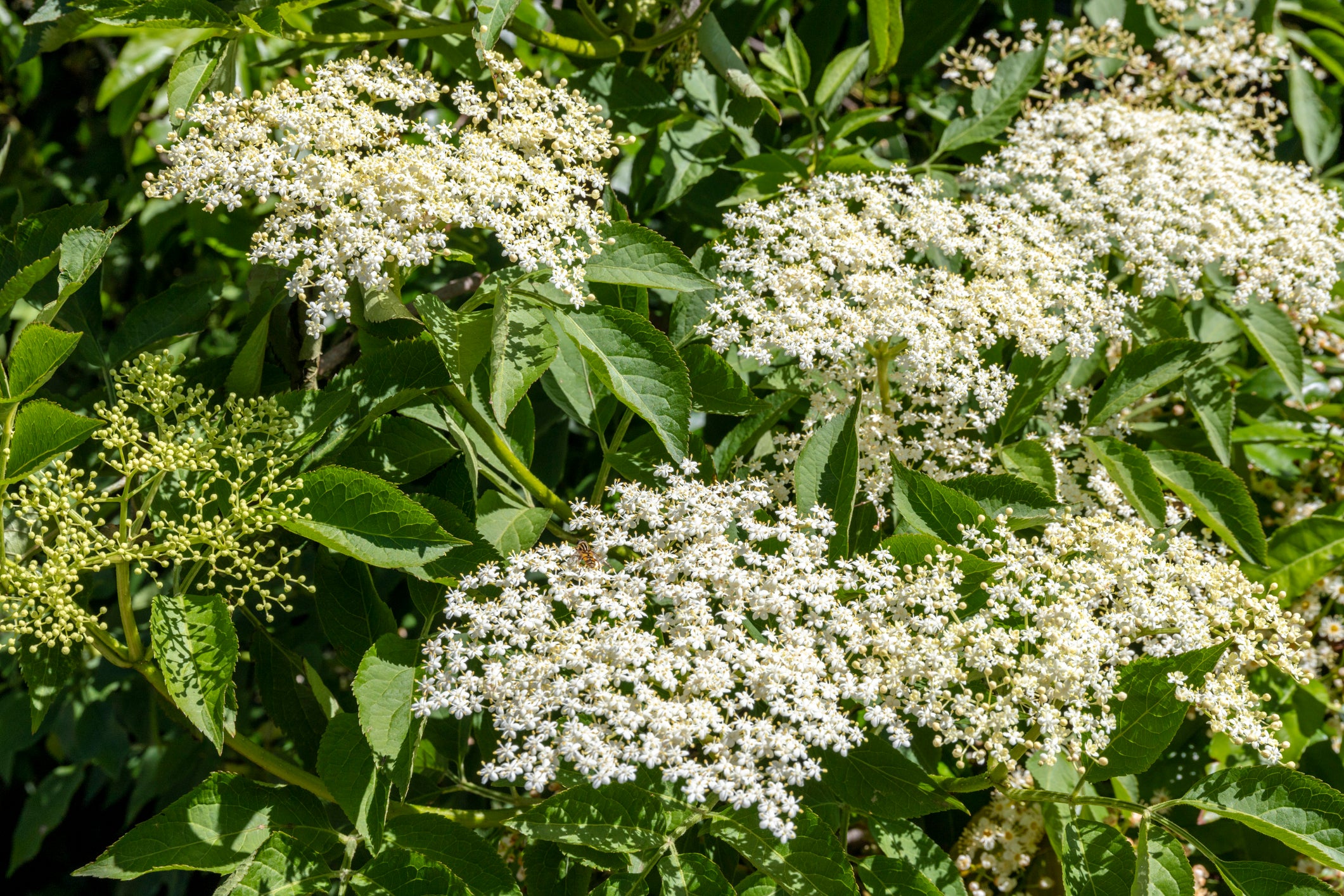 Elderflower Sambucus nigra for planting in landscape