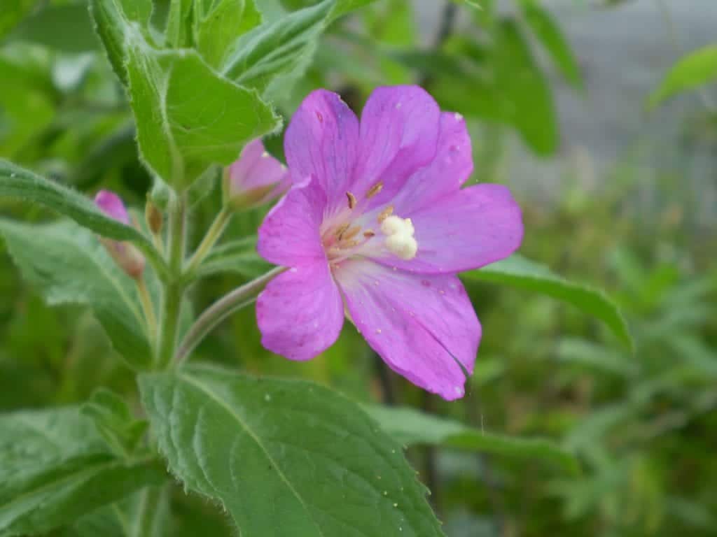 Epilobium Parviflorum Flower seeds for Planting - Seasonal Bloomer, Heirloom & GMO Free Seeds for Home Garden
 
 Sale seeds for planting in home garden