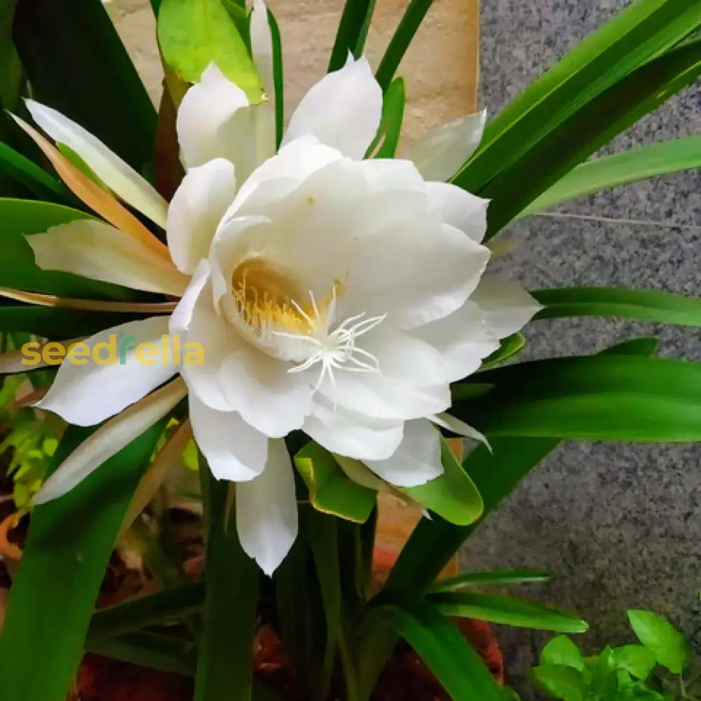 Epiphyllum Oxypetalum white flower seeds for planting