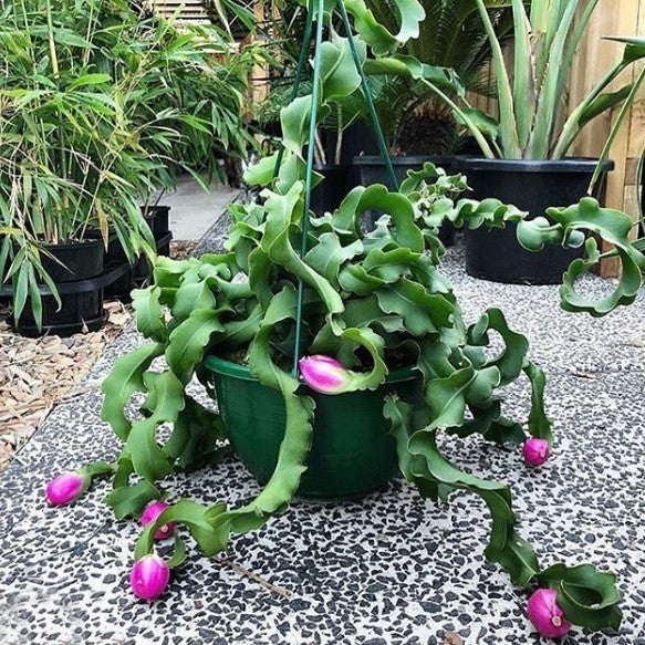 Guatemalan Monstrose Flower seeds for Planting - Low Maintenance, Heirloom & GMO Free Seeds for Home Garden
 
 Sale seeds for planting in home garden