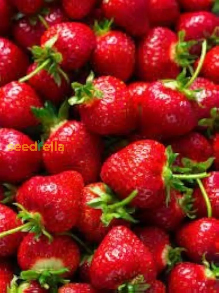 Plant Erdbeere Strawberry Seeds for a vibrant, flavorful harvest.