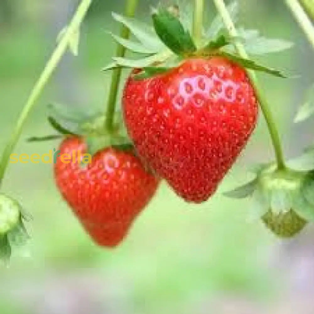 Erdbeere Strawberry Seeds for planting and growing fresh strawberries.