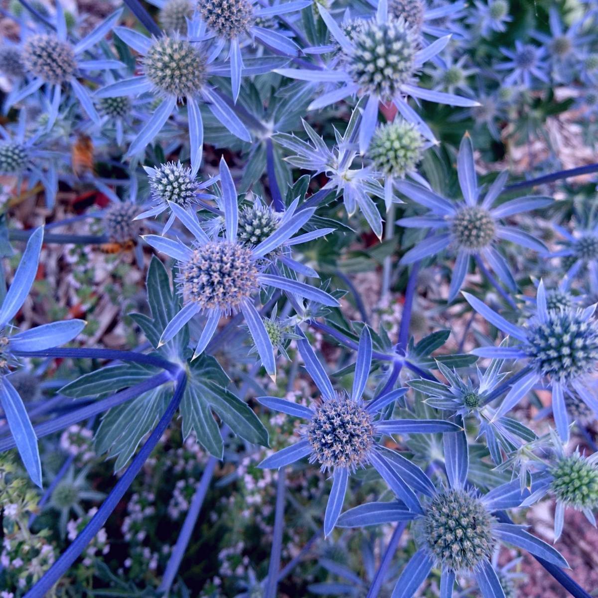Blue Eryngium flowering seeds for gardens
