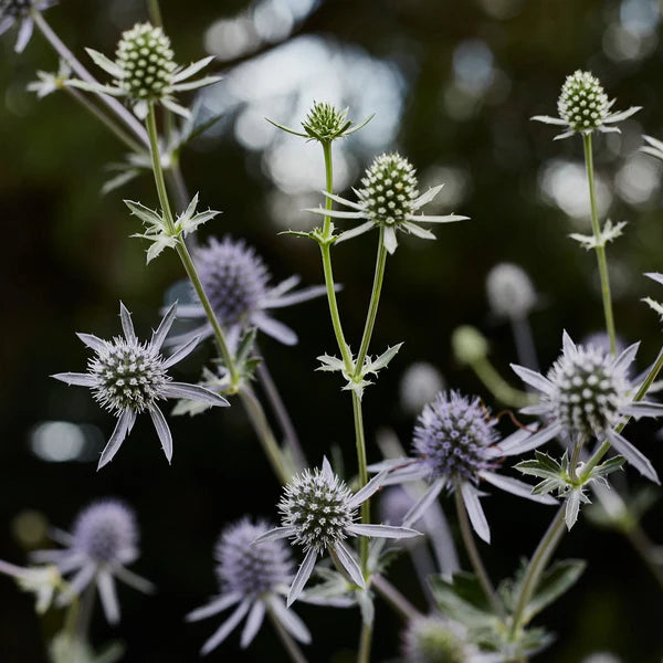 Ornamental White Eryngium seeds for landscapes