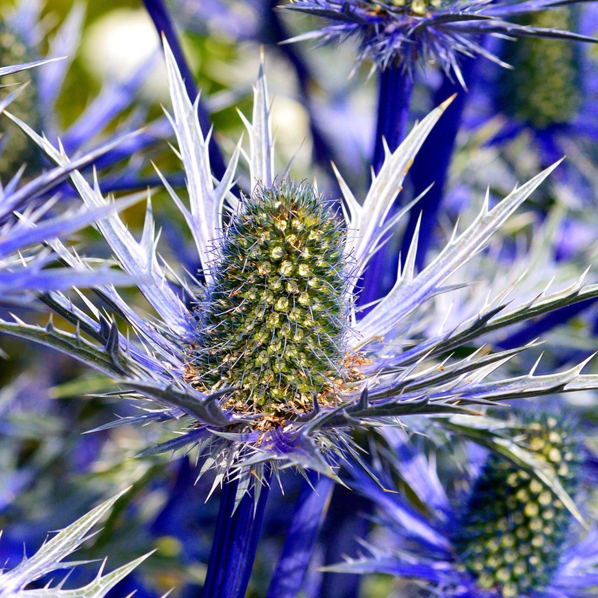Blue Holly Eryngium seeds for planting