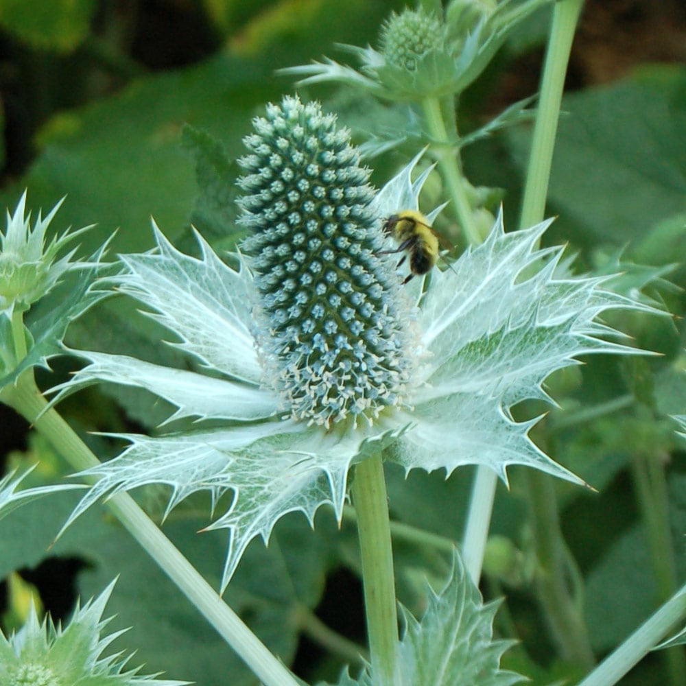 White Eryngium flowering seeds for gardens