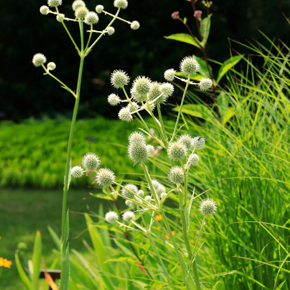 White Rattlesnake Master - Seeds For Thriving And Unique Garden Beautification Plant Seeds