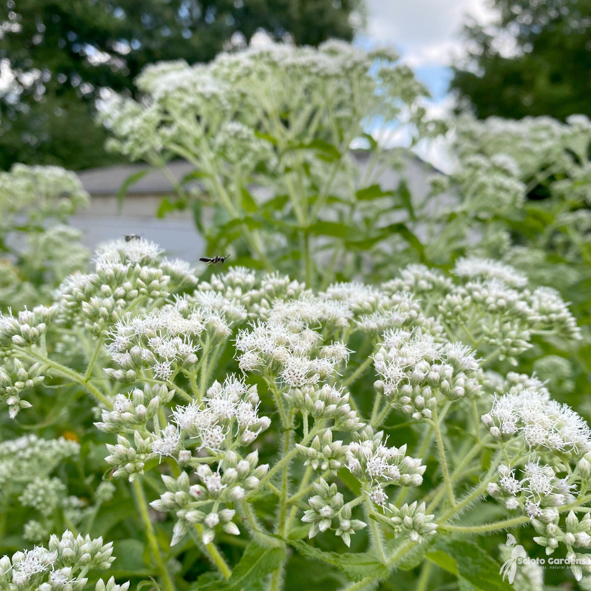 Boneset Seeds - Eupatorium Perfoliatum Bee & Butterfly Pollinator Garden Flower Perennial Best