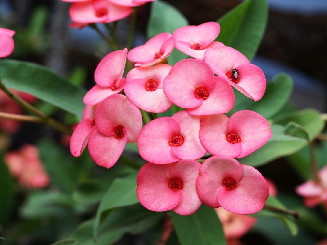 Non-GMO Euphorbia milii seeds