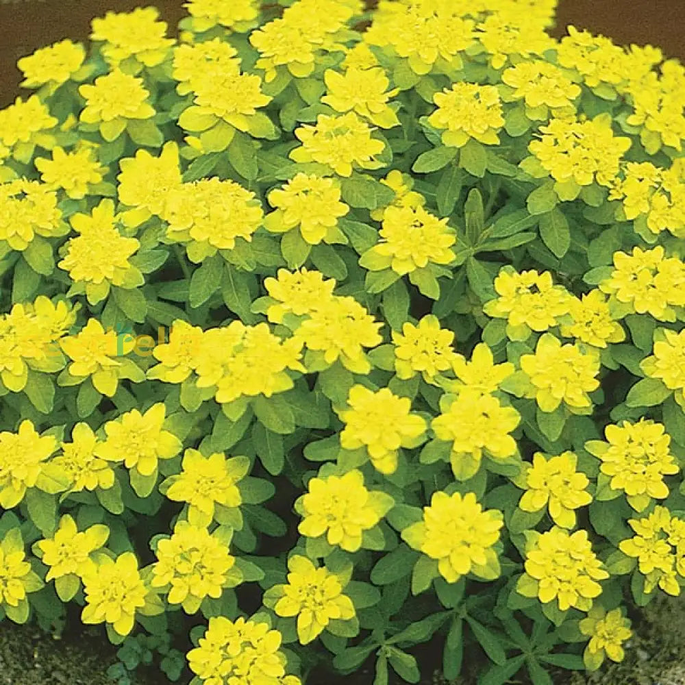 Yellow Euphorbia Polychroma seeds for planting