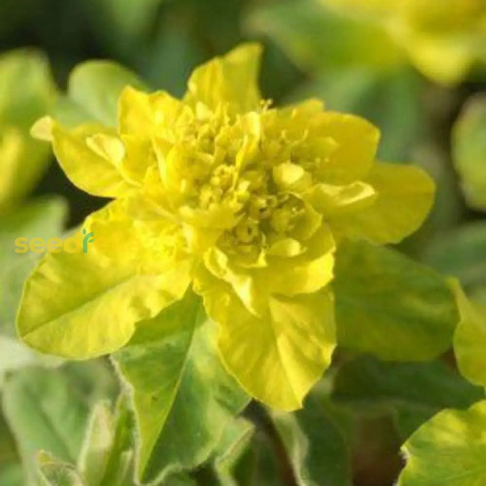 Yellow Euphorbia flowering seeds for gardens