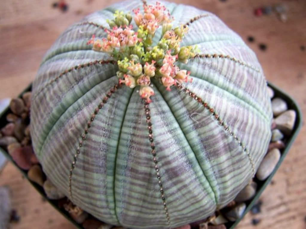 Euphorbia (Euphorbia Obesa) seeds for planting in home garden