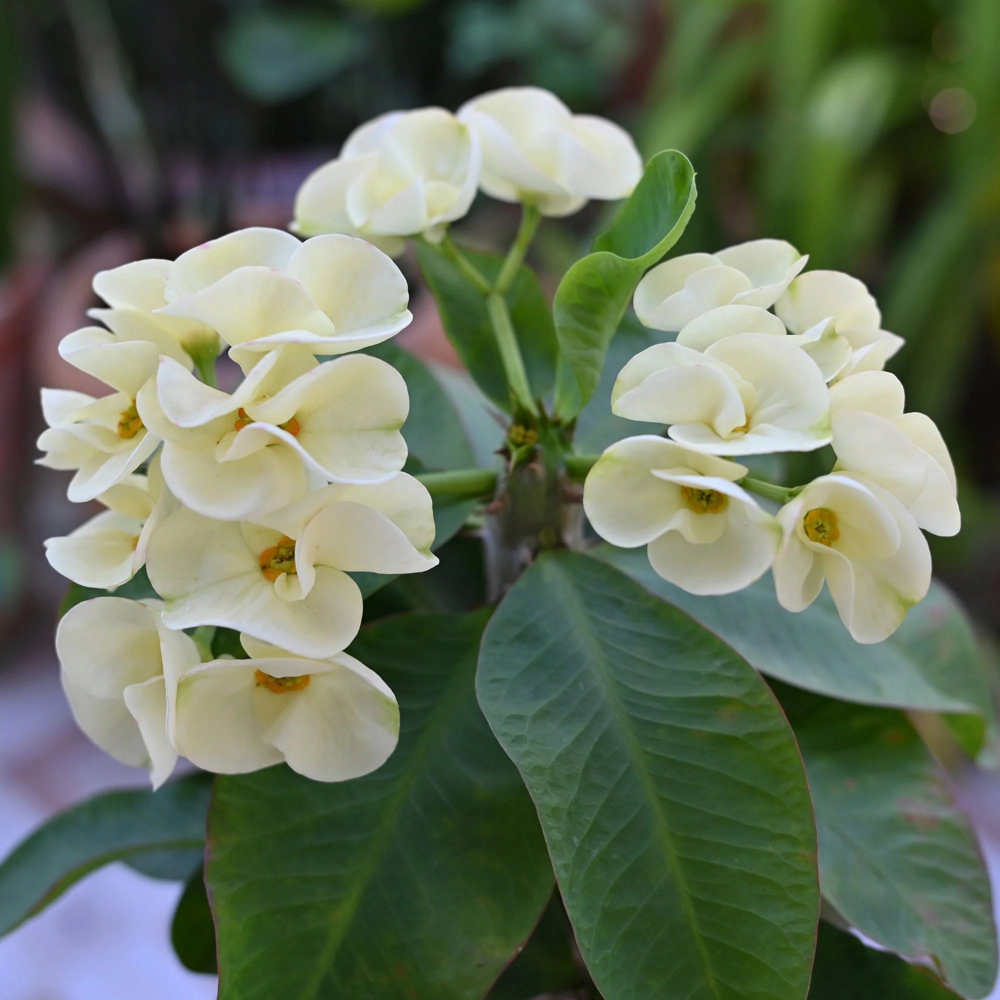 Euphorbia Milii White Mix Seeds for Planting
