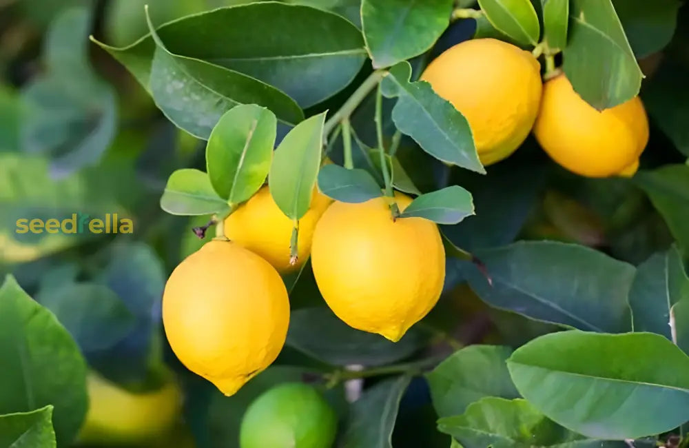 Eureka Tree Blossoming with White Flowers