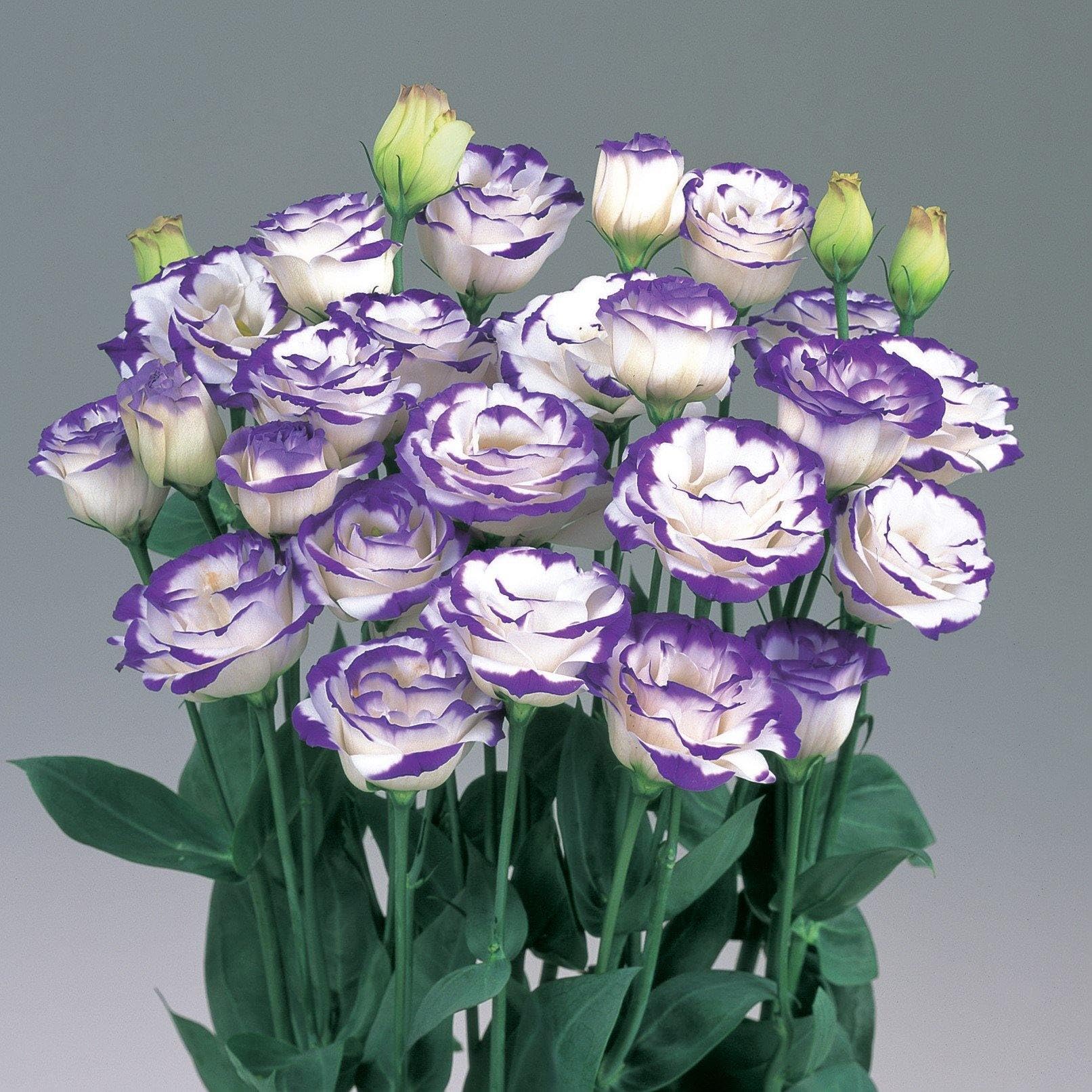 Bi-color Eustoma flowering seeds for gardens