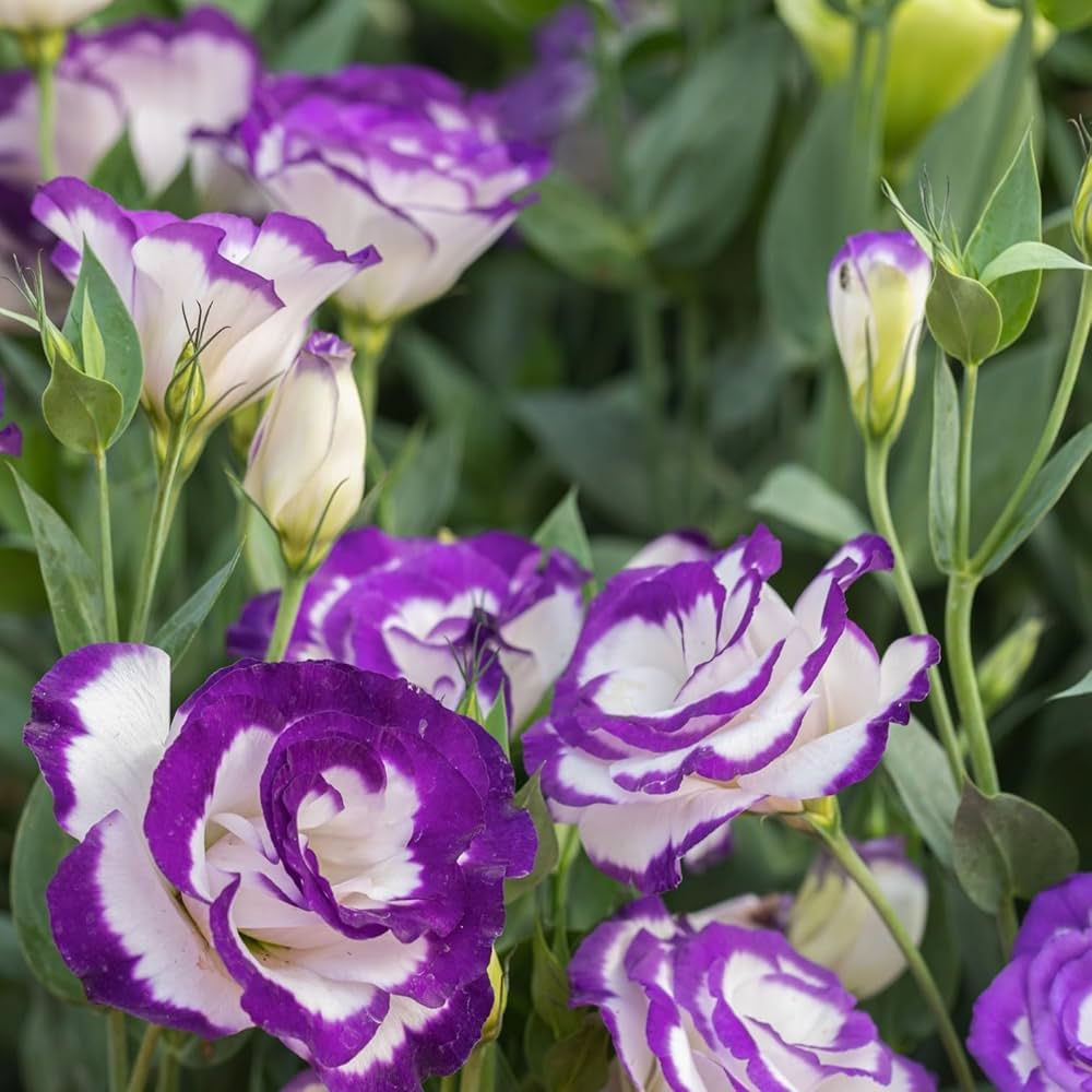 Eustoma mix flower seeds for planting