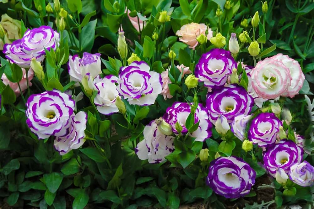 Eustoma Botanic Blue Eustoma Seeds – Blue and White Flower Variety for Planting